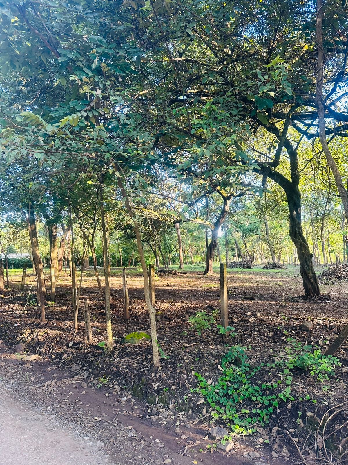 Finca panamá, ,Lots / Land,For Sale,1179