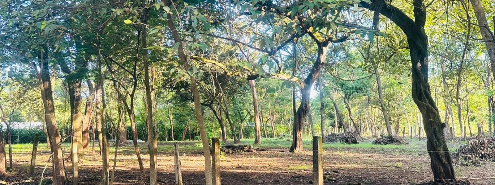 Finca panamá, ,Lots / Land,For Sale,1179
