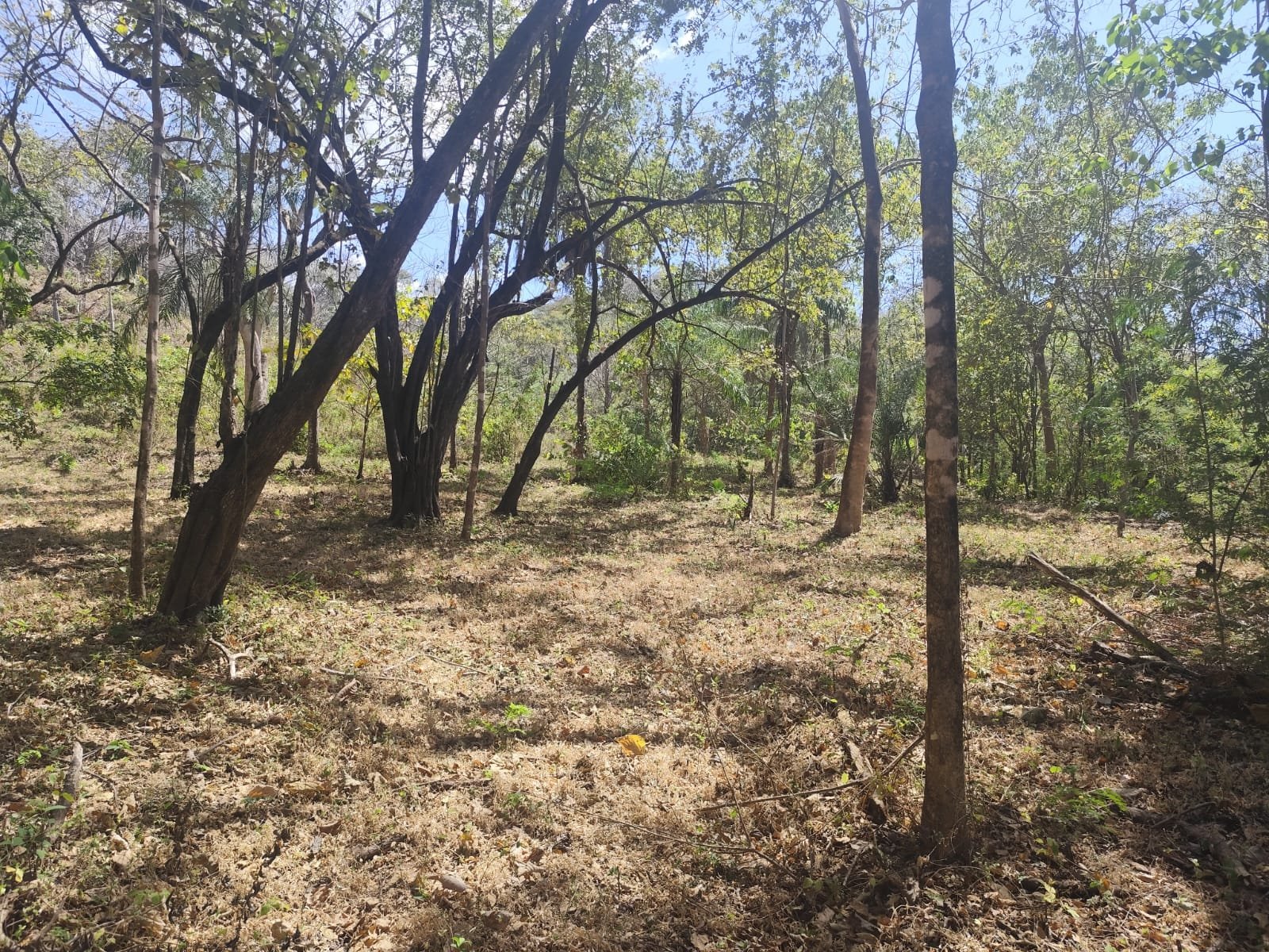 San José de Pinilla, 50309, ,Lots / Land,For Sale,1186