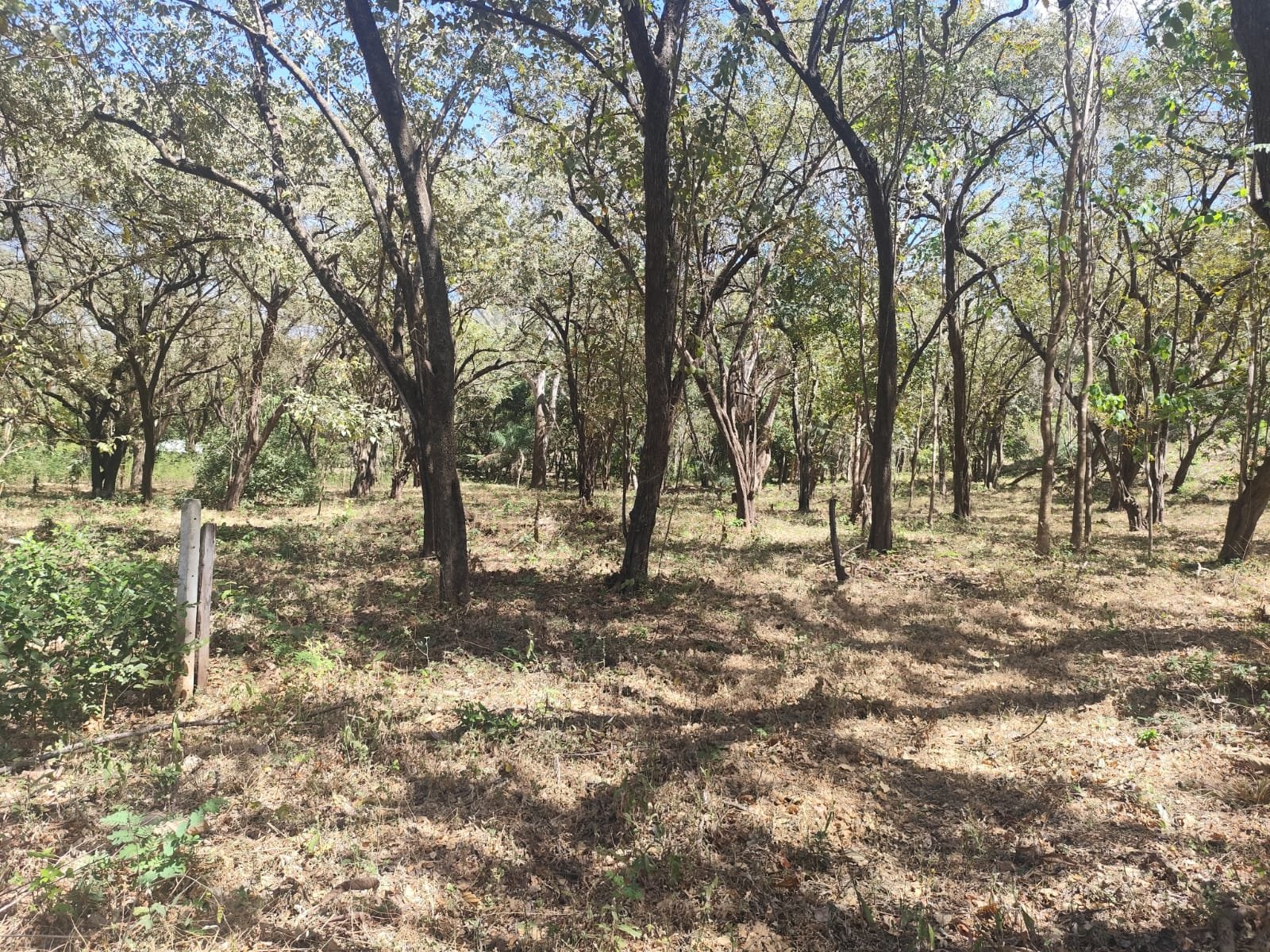 San José de Pinilla, 50309, ,Lots / Land,For Sale,1186