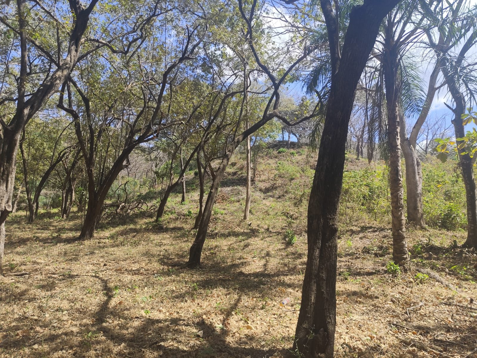 San José de Pinilla, 50309, ,Lots / Land,For Sale,1186